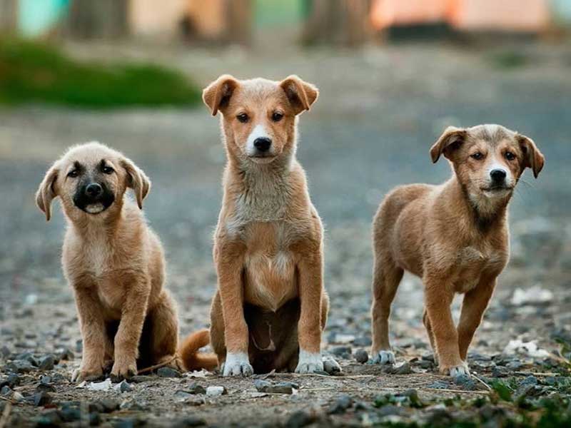 230streetdog