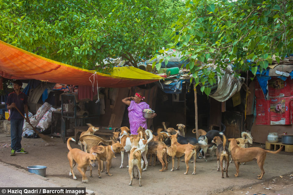 Street Dogs